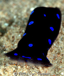 "Vacuum cleaner" taken at Campsite 2, Marsa Bareika with ... by Nikki Van Veelen 